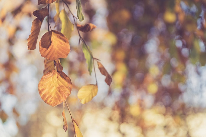 How to Improve Indoor Air Quality in the Fall