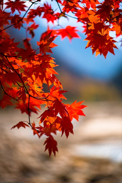 Is Fall a Good Time to Install a Whole House Fan?